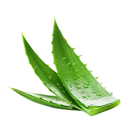 aloe-vera-extract